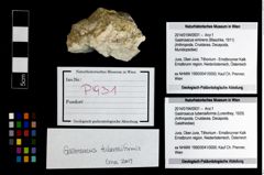 Foto (Objekt + Etikett) von Gastrosacus tuberosiformis (Lorenthey, 1929)  (NHMW-GEO-2014-0194-0931)